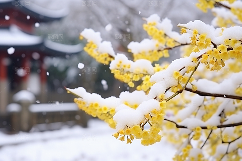 冬天腊梅花冬季优雅摄影图
