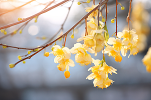 冬天腊梅花冬季芬芳摄影图