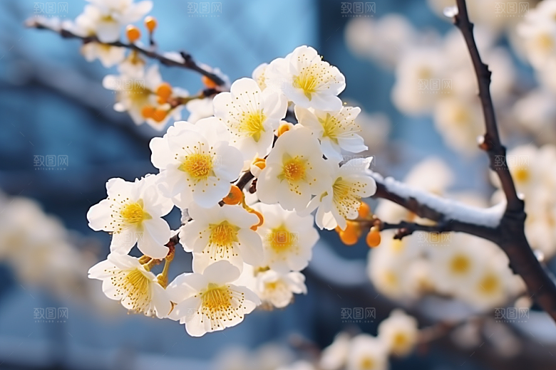 冬天腊梅花新中式芬芳摄影图