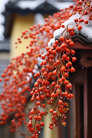 冬天腊梅花植物中国风摄影图