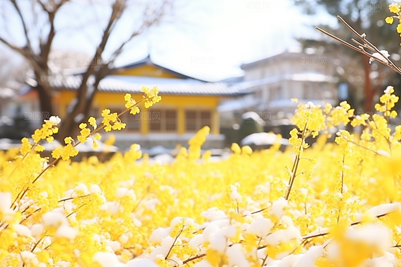 冬天腊梅花优雅寒冷摄影图