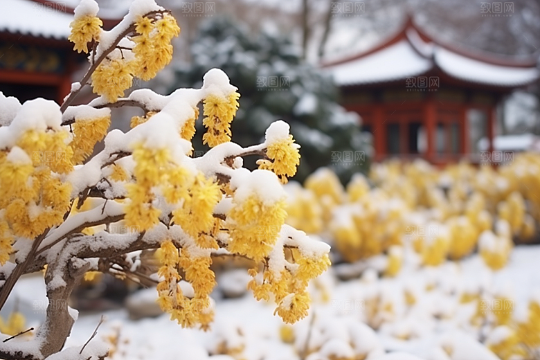 冬天腊梅花自然园林摄影图