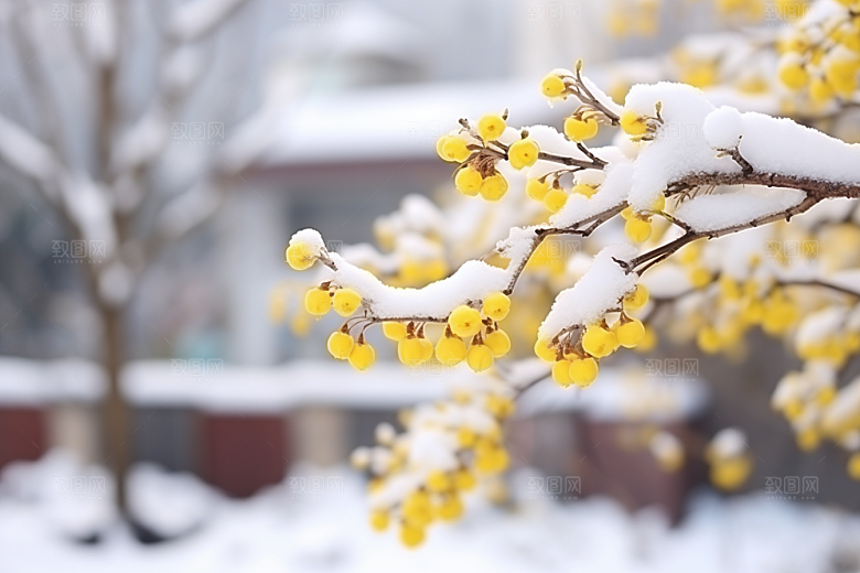 冬天腊梅花芬芳新中式摄影图