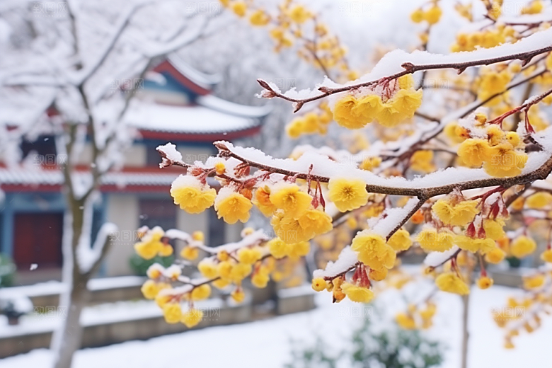 冬天腊梅花园林花卉摄影图