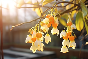 冬天腊梅花植物冬季摄影图