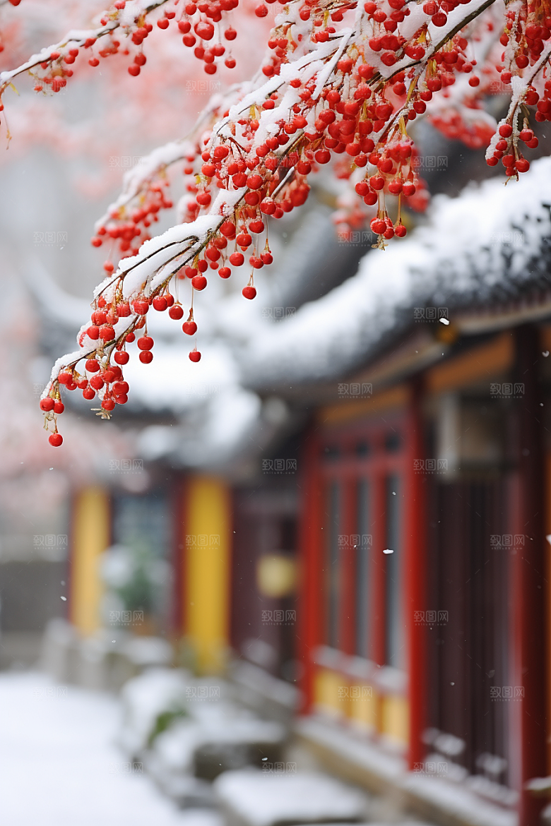冬天腊梅花芬芳优雅摄影图