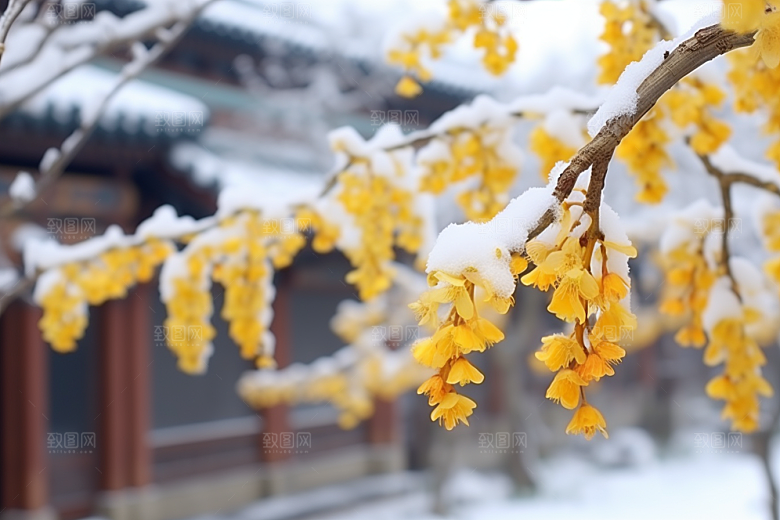 冬天腊梅花传统冬季摄影图