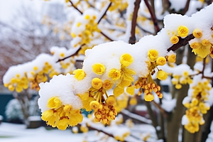 冬天腊梅花植物冬季摄影图