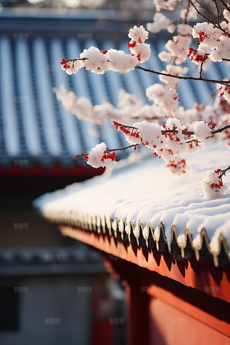 冬天腊梅花自然新中式摄影图