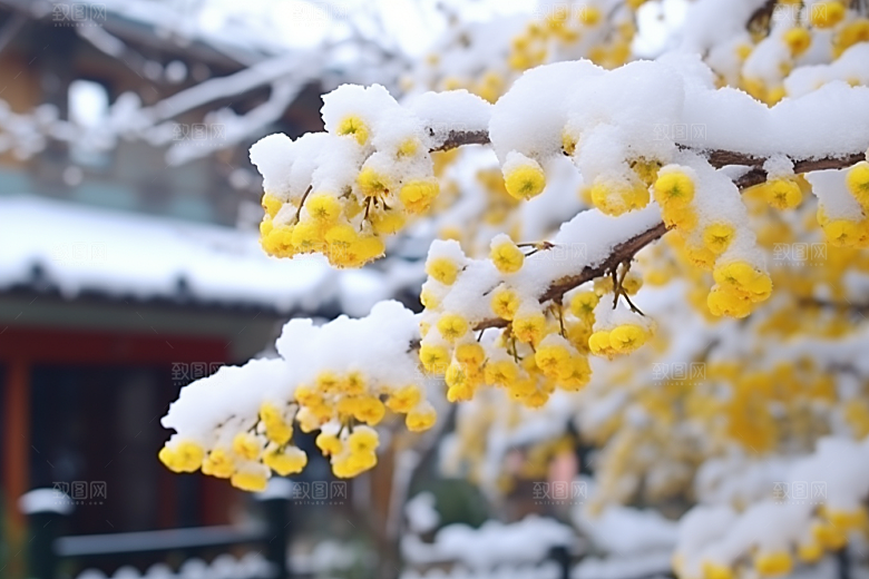 冬天腊梅花优雅新中式摄影图