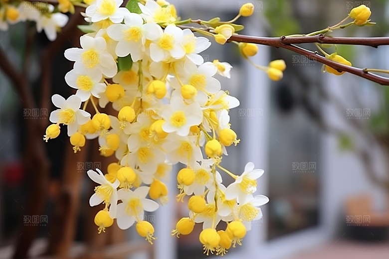 冬天腊梅花优雅芬芳摄影图