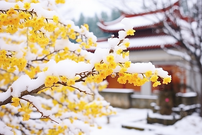 冬天腊梅花优雅传统摄影图