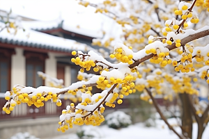 冬天腊梅花植物自然摄影图