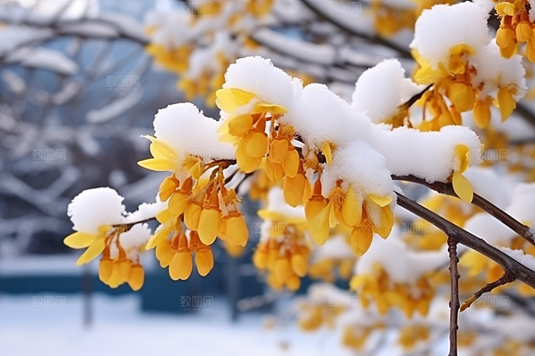 冬天腊梅花花卉芬芳摄影图