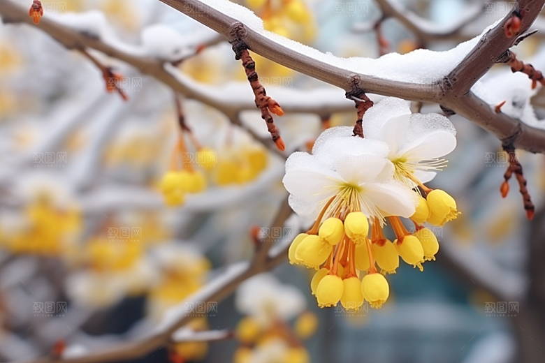 冬天腊梅花寒冷芬芳摄影图