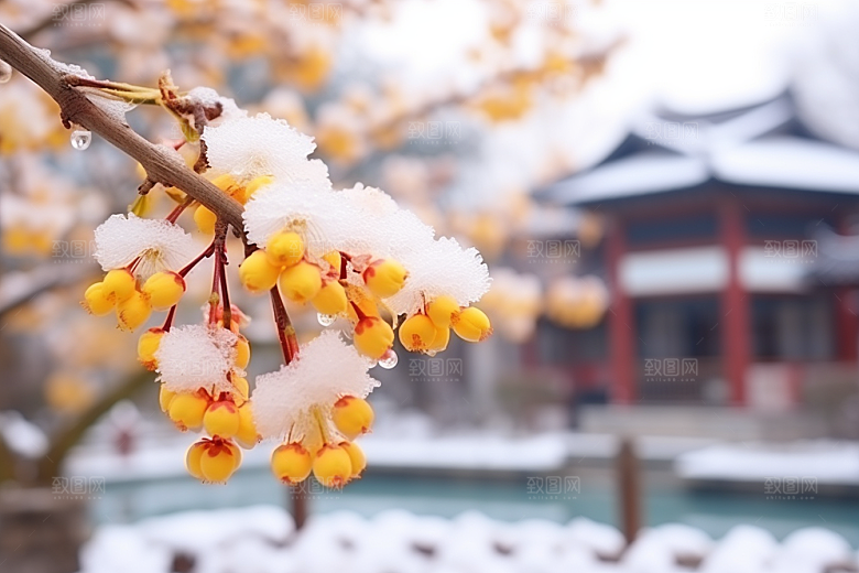 冬天腊梅花冬季寒冷摄影图