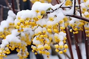 冬天腊梅花冬季花卉摄影图