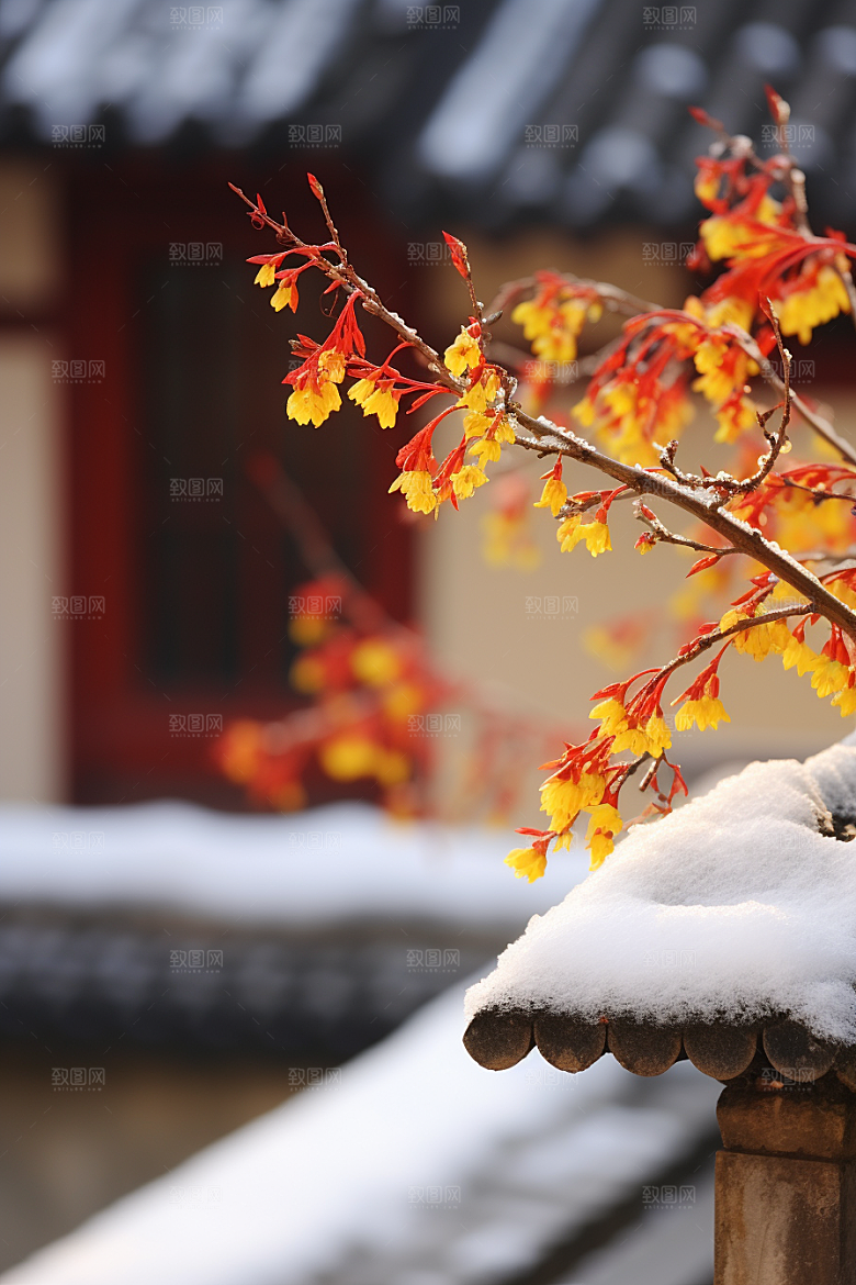 冬天腊梅花花卉园林摄影图