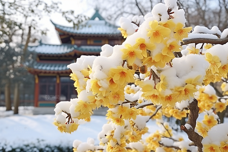 冬天腊梅花自然优雅摄影图