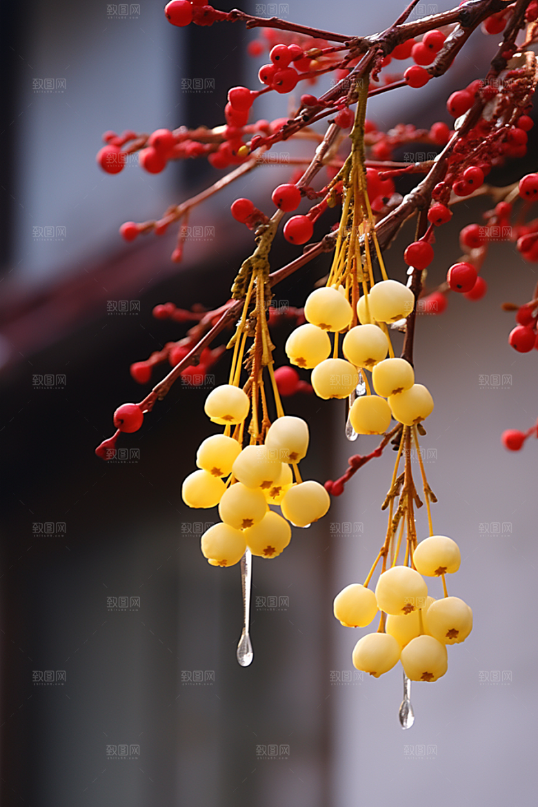 冬天腊梅花冬季寒冷摄影图