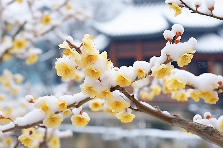 冬天腊梅花冬季传统摄影图
