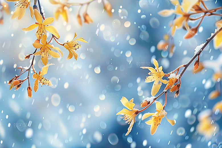 冬天腊梅花冬季花卉摄影图