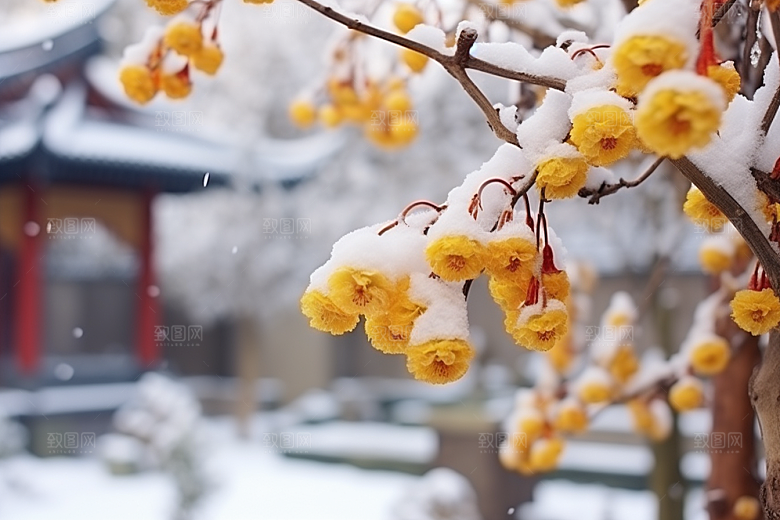 冬天腊梅花花卉传统摄影图