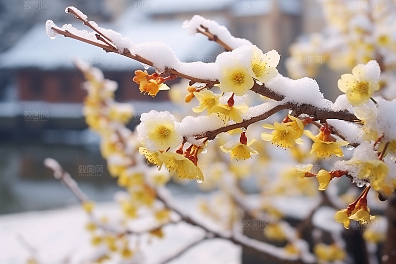 冬天腊梅花植物园林摄影图