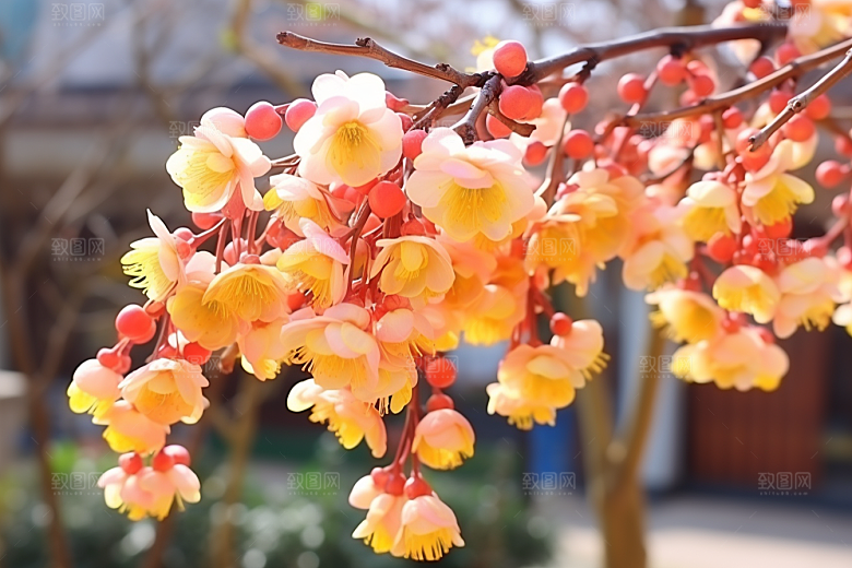 冬天腊梅花芬芳植物摄影图