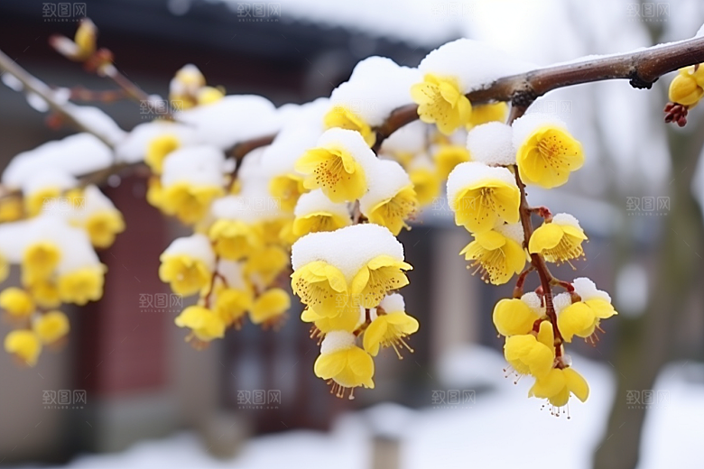 冬天腊梅花花卉自然摄影图