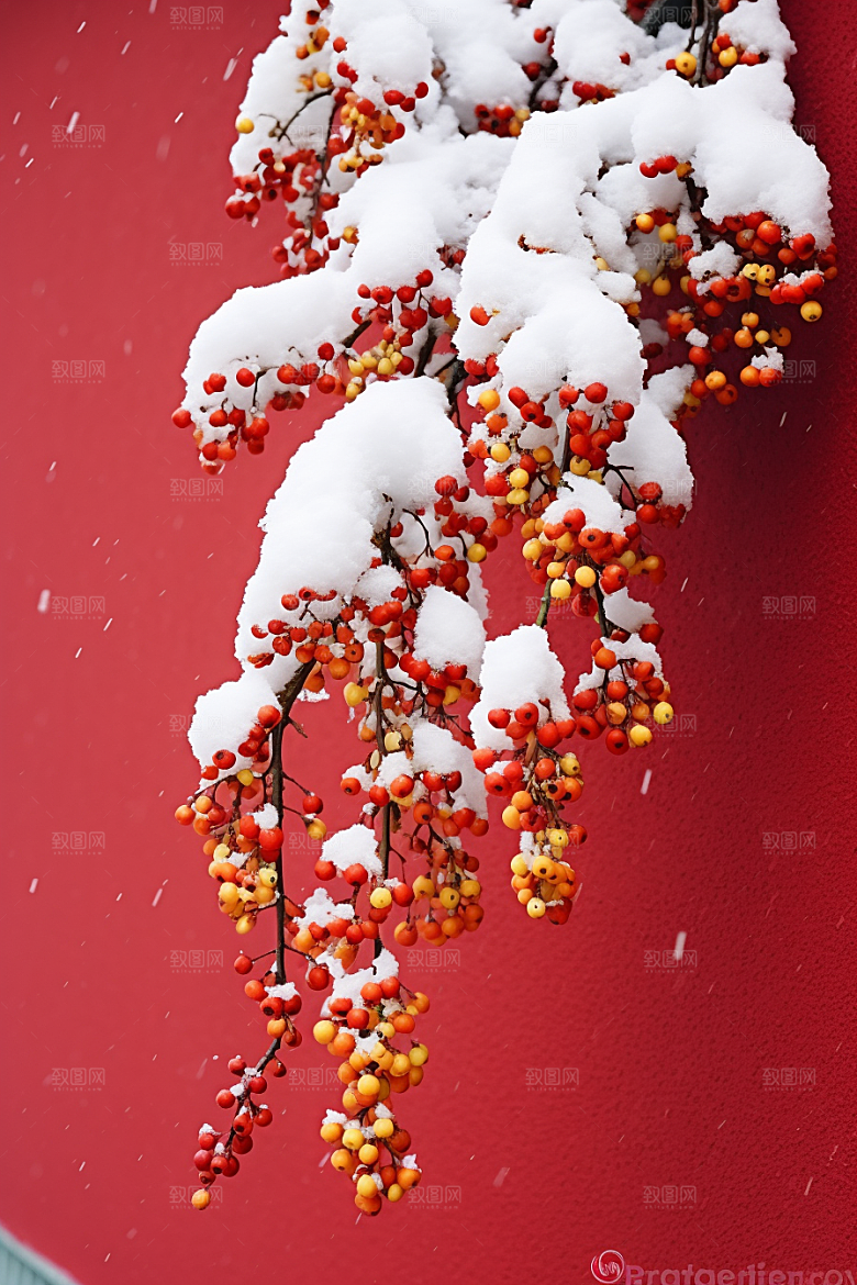 冬天腊梅花自然芬芳摄影图