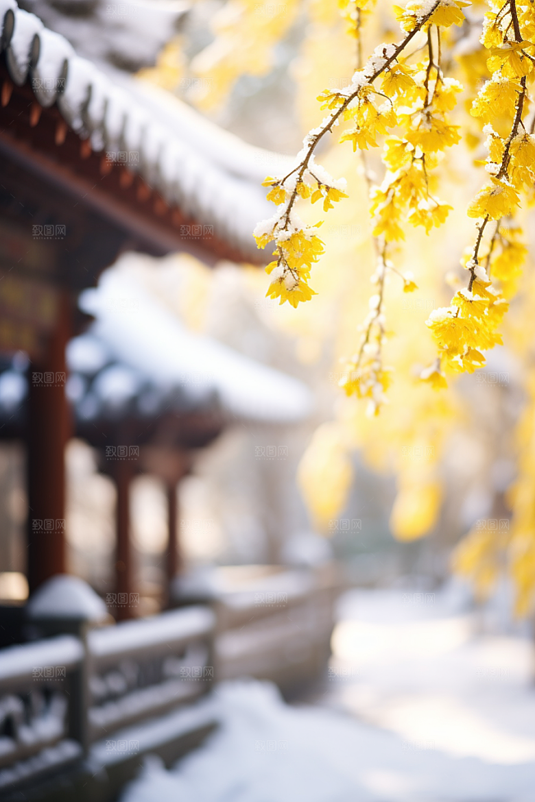 冬天腊梅花自然寒冷摄影图