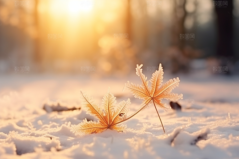 深秋元素霜降高清素材