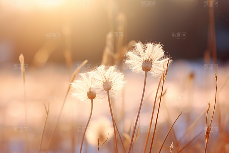 深秋元素寒冷自然素材
