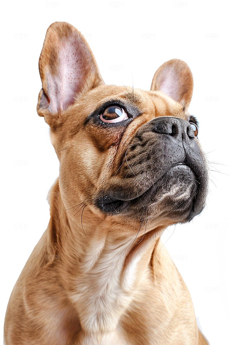 法国斗牛犬生活牧牛犬摄影图