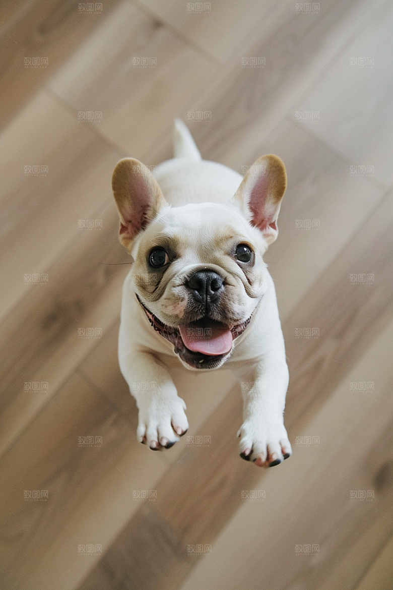 法国斗牛犬小狗法斗摄影图