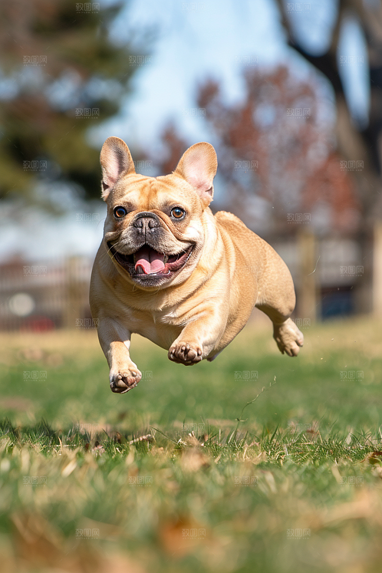 法国斗牛犬牧牛犬生活摄影图