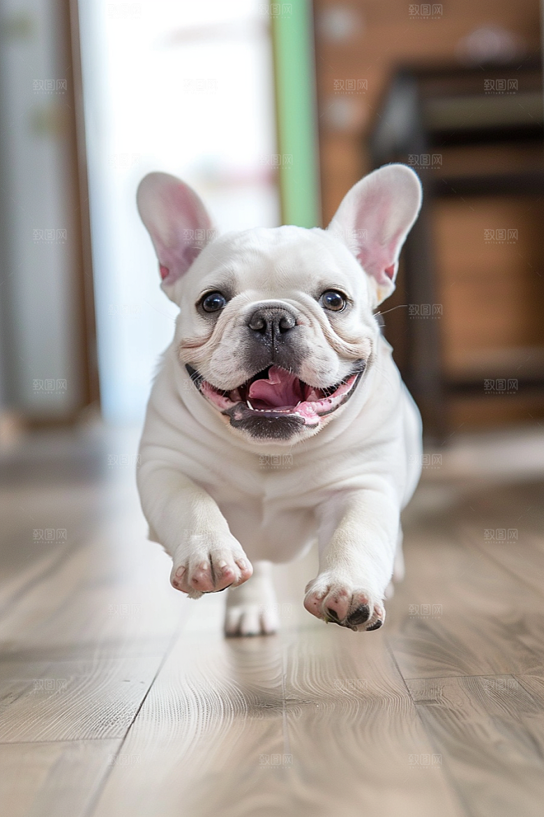 法国斗牛犬生活宠物摄影图