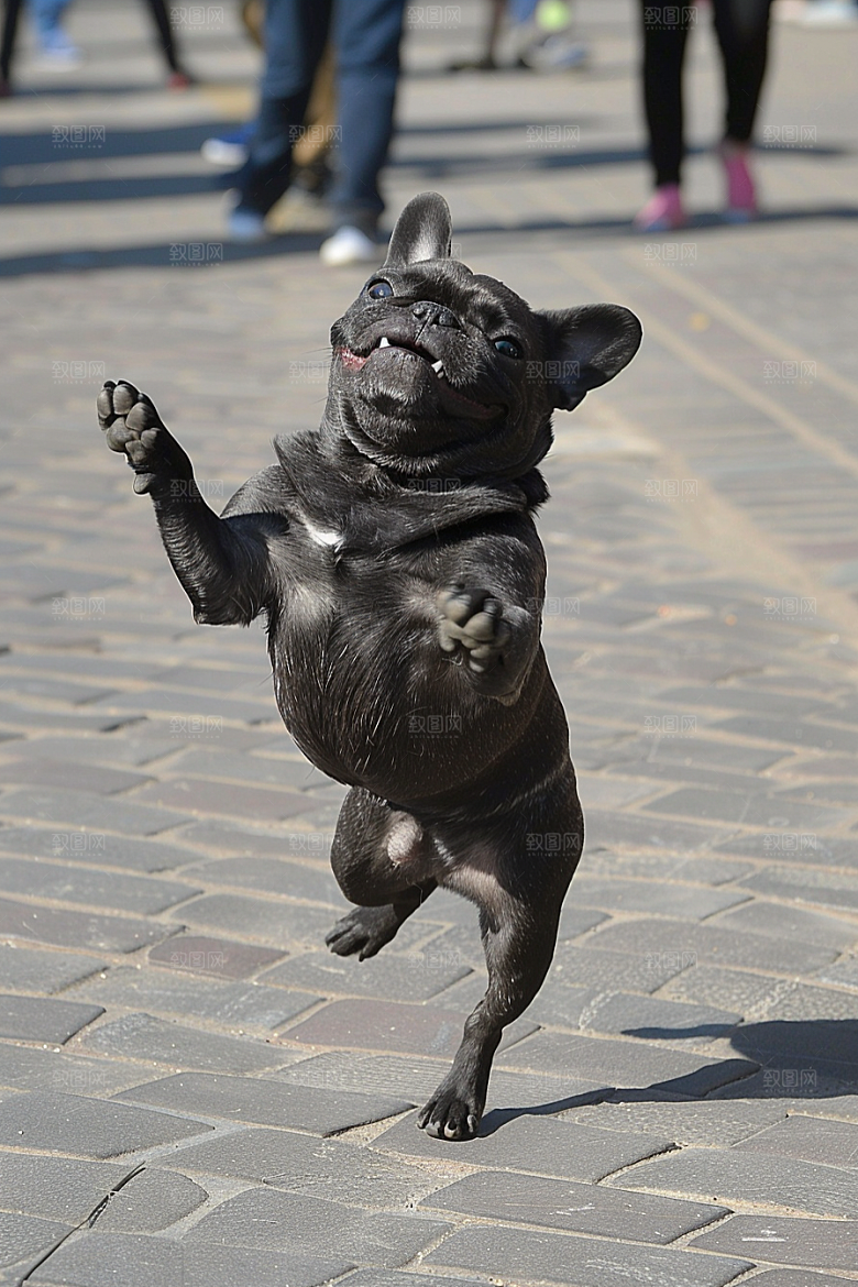 法国斗牛犬养宠生活摄影图