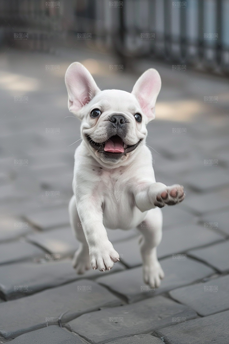 法国斗牛犬工作犬养宠摄影图