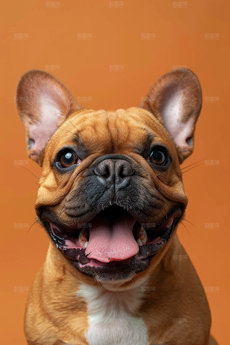 法国斗牛犬牧牛犬伴侣动物摄影图