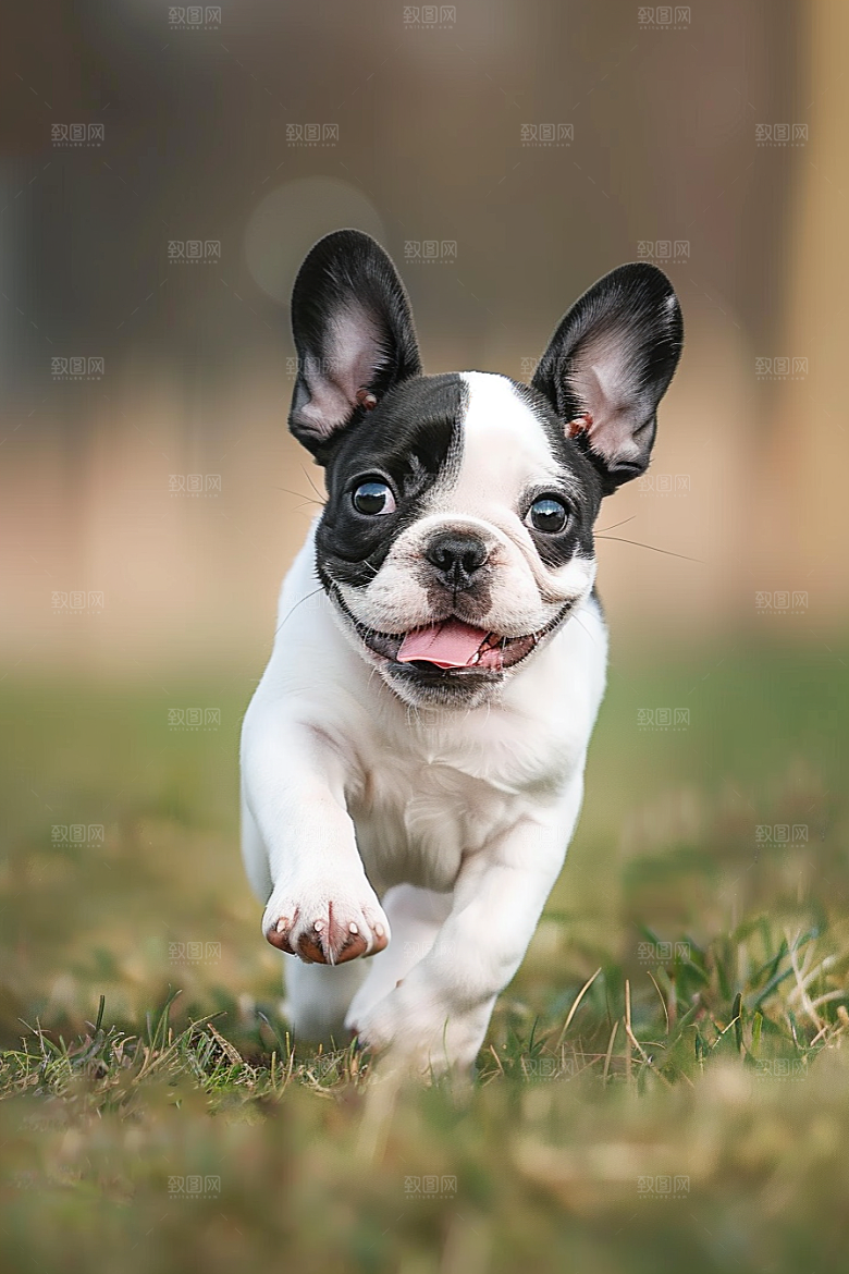 法国斗牛犬自然丑萌摄影图