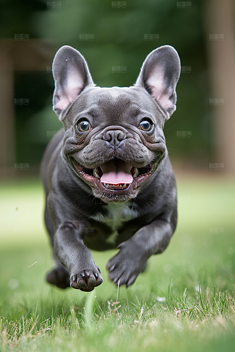 法国斗牛犬丑萌宠物摄影图