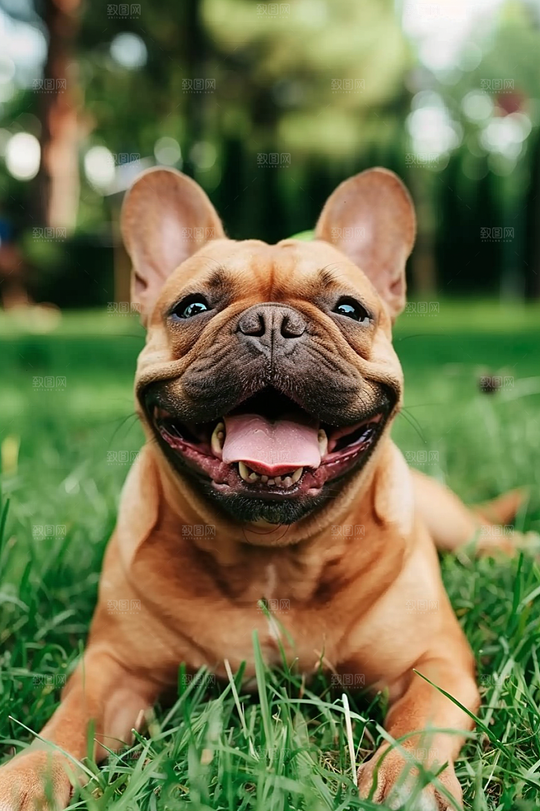 法国斗牛犬工作犬可爱摄影图