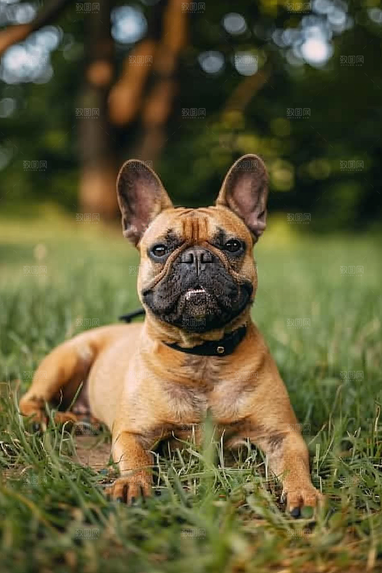 法国斗牛犬工作犬牧牛犬摄影图