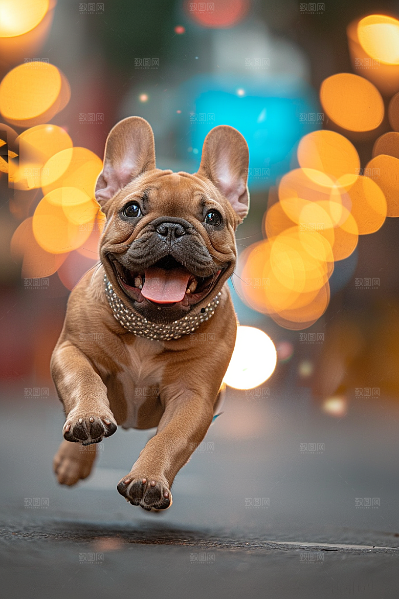 法国斗牛犬工作犬高清摄影图