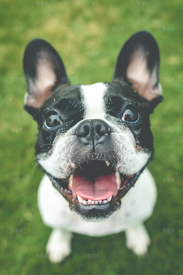 法国斗牛犬伴侣动物牧牛犬摄影图