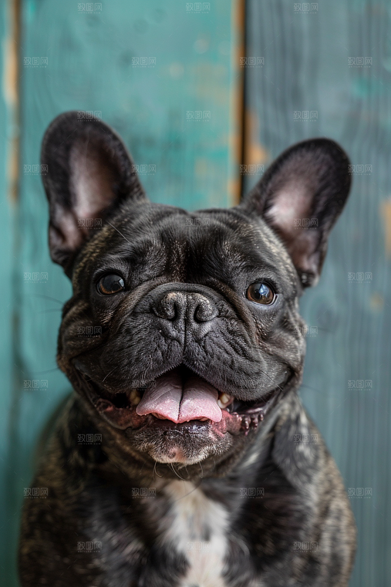 法国斗牛犬工作犬牧牛犬摄影图
