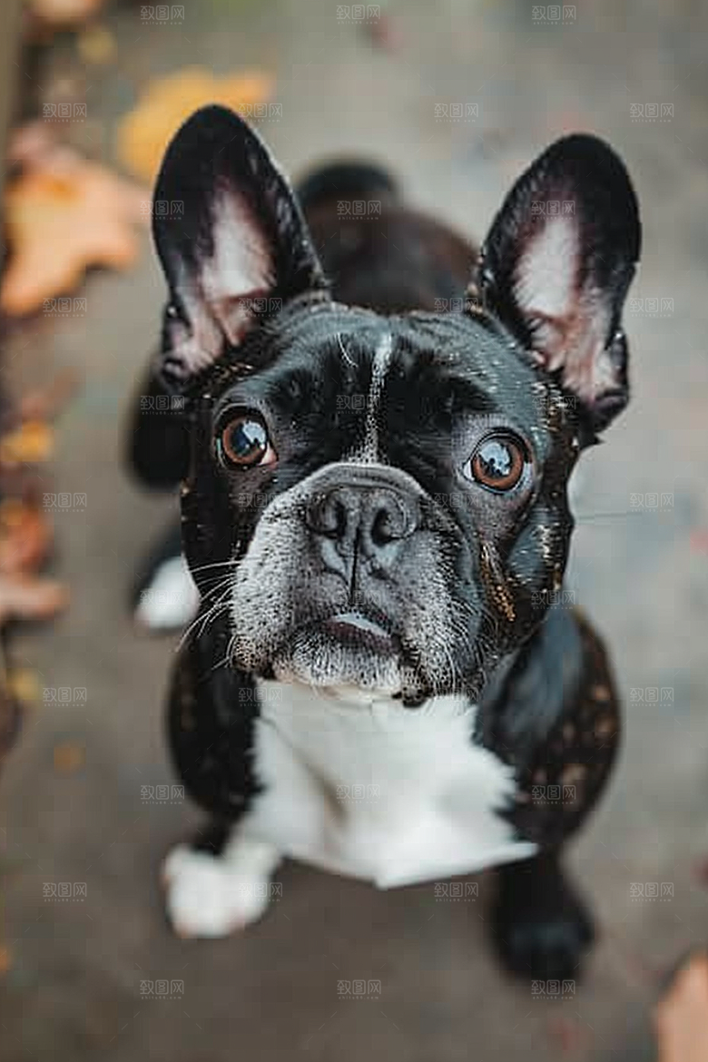 法国斗牛犬伴侣动物自然摄影图