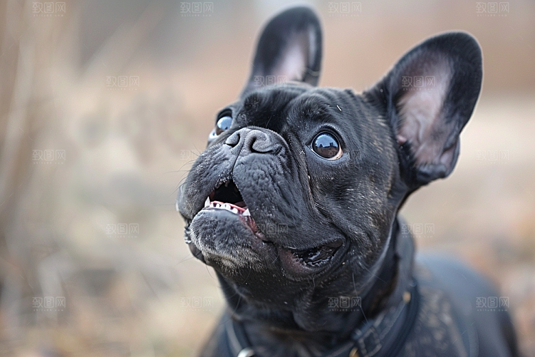 法国斗牛犬生活伴侣动物摄影图